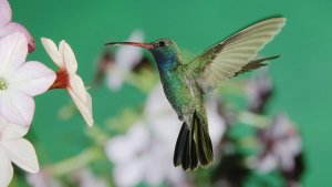 Birdwatching hobby for seniors at Madera Canyon
