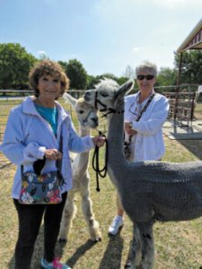 Phyllis Ayres and Linda Stewart ready for the walk with alpacas