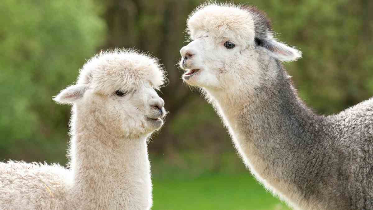 Rockin’ Red Ranchers meet alpacas face-to-face